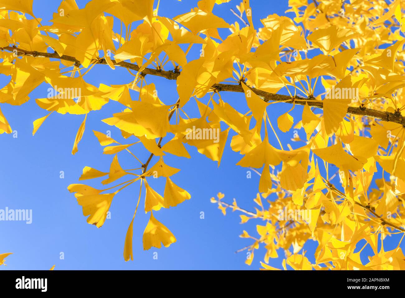 Ginkgo biloba im Herbst, Arboretum national des Barres, Frankreich Stockfoto