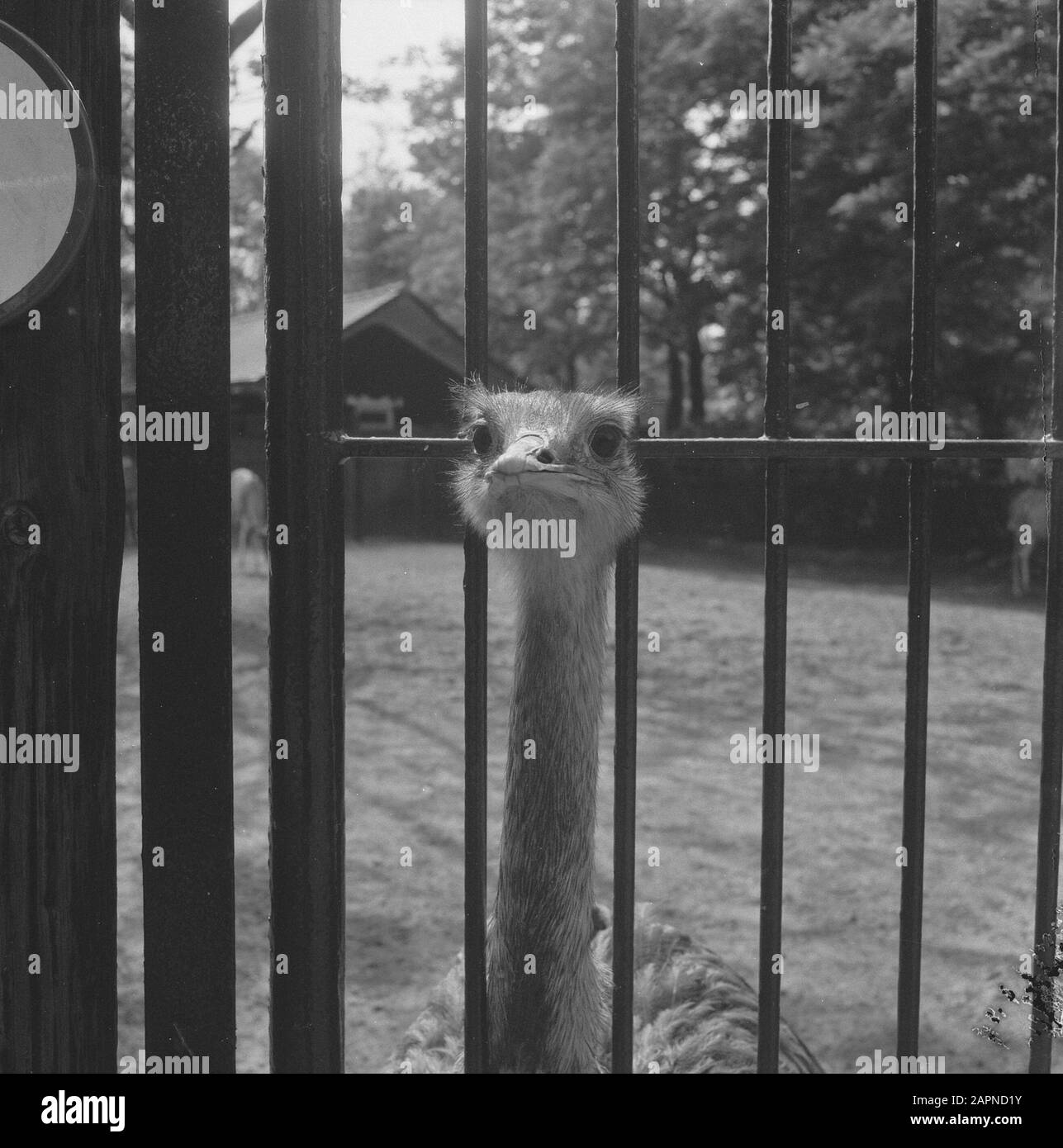 Nandoe im Zoo in Blijdorp Datum: 15. Juni 1966 Standort: Rotterdam, Zuid-Holland Stichwörter: Zoos Institutionenname: Blijdorp Stockfoto