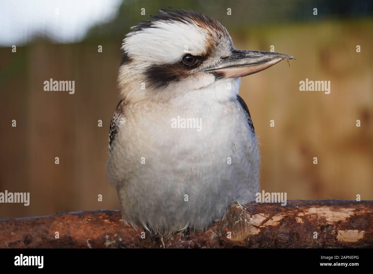 lachende kookaburra Stockfoto