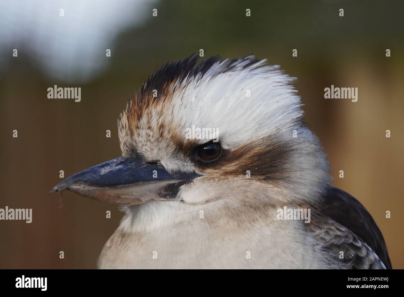 lachende kookaburra Stockfoto