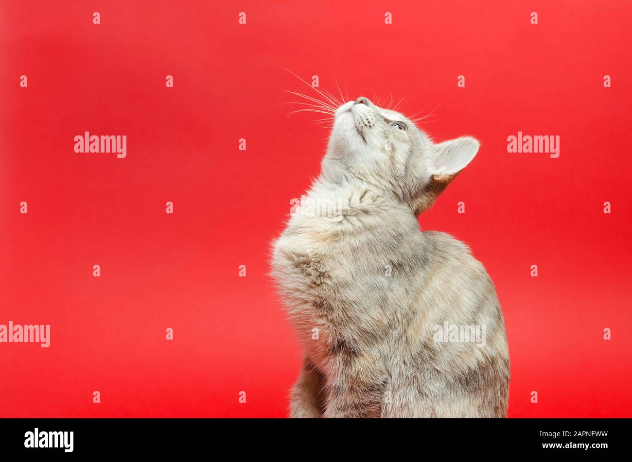 Graue Tabby-Katze auf rotem Hintergrund. Tierporträt. Haustier. Platz für Text. Kopierbereich Stockfoto