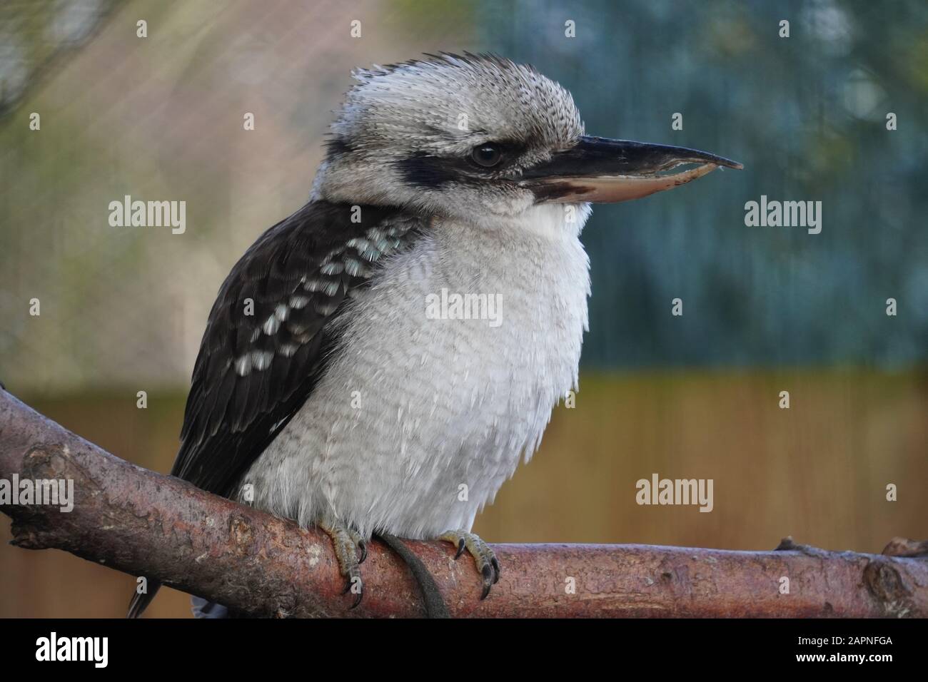 lachende kookaburra Stockfoto