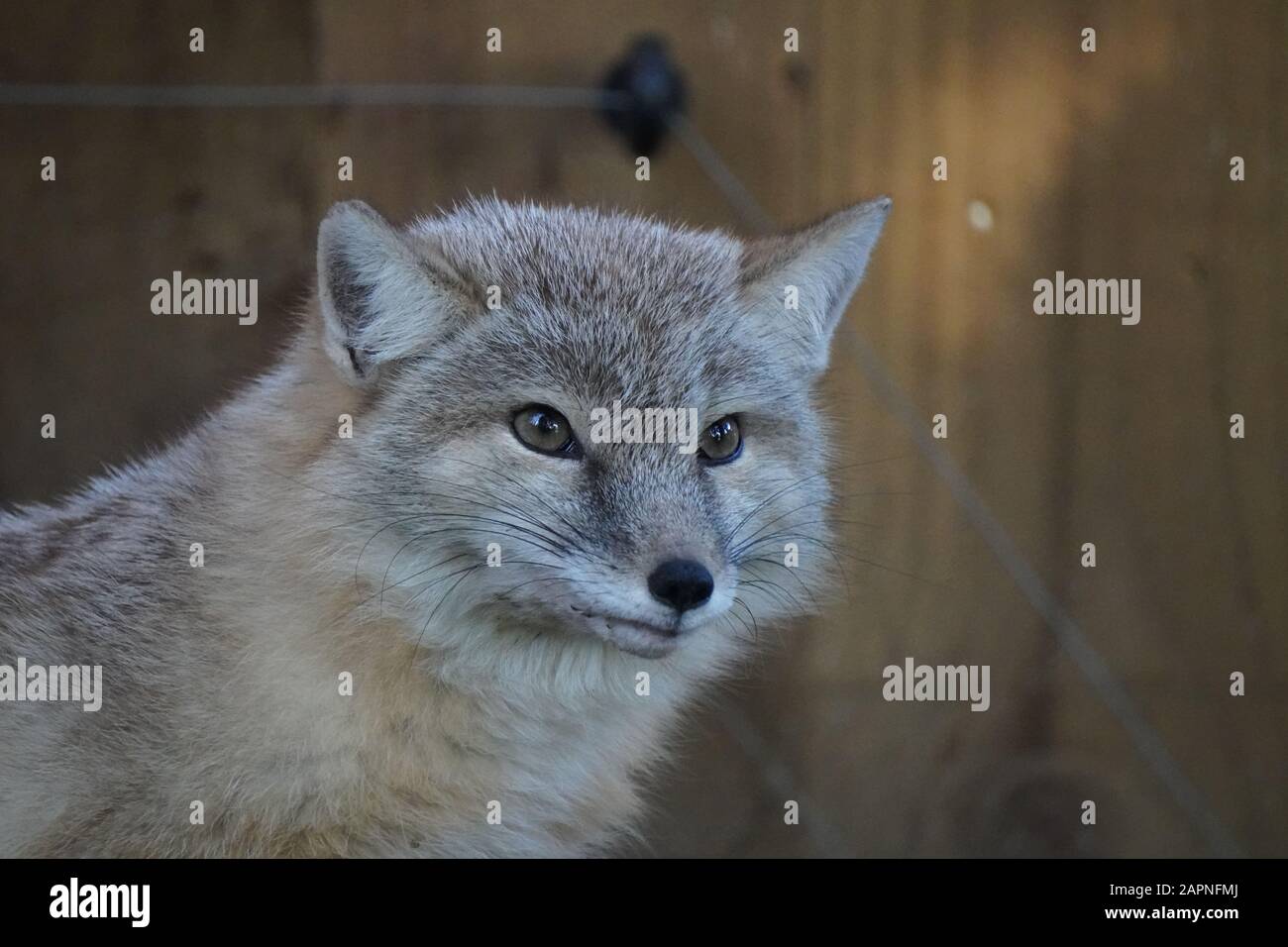 Corsac fox Stockfoto