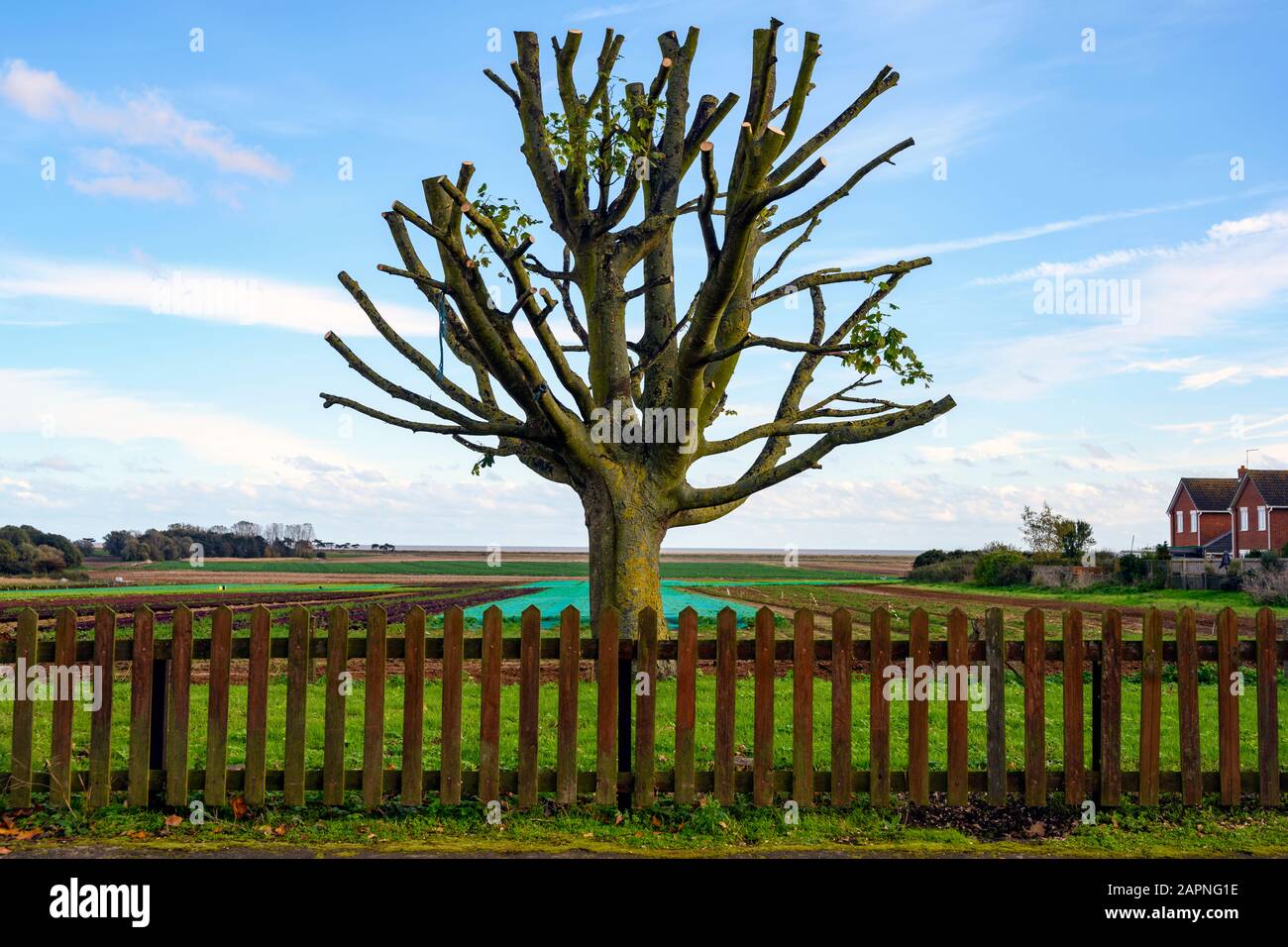 Beschneiter Baum Alderton Suffolk Stockfoto