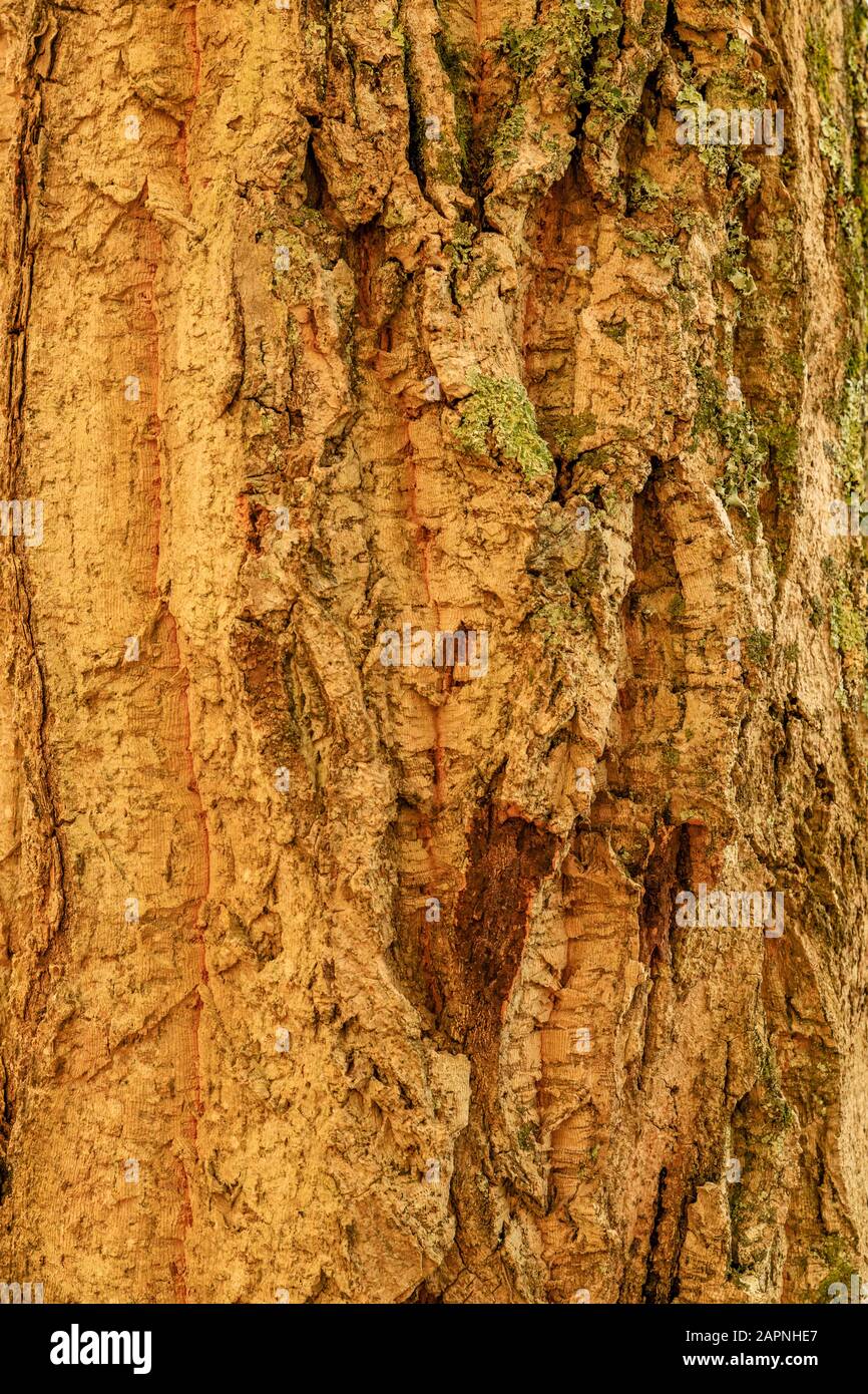 Stamm und Rinde der chinesischen Korkeiche, Quercus variabilis im Herbst, Arboretum national des Barres Stockfoto