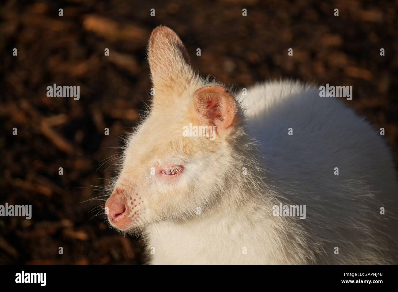 Rot gekneckt wallaby Stockfoto