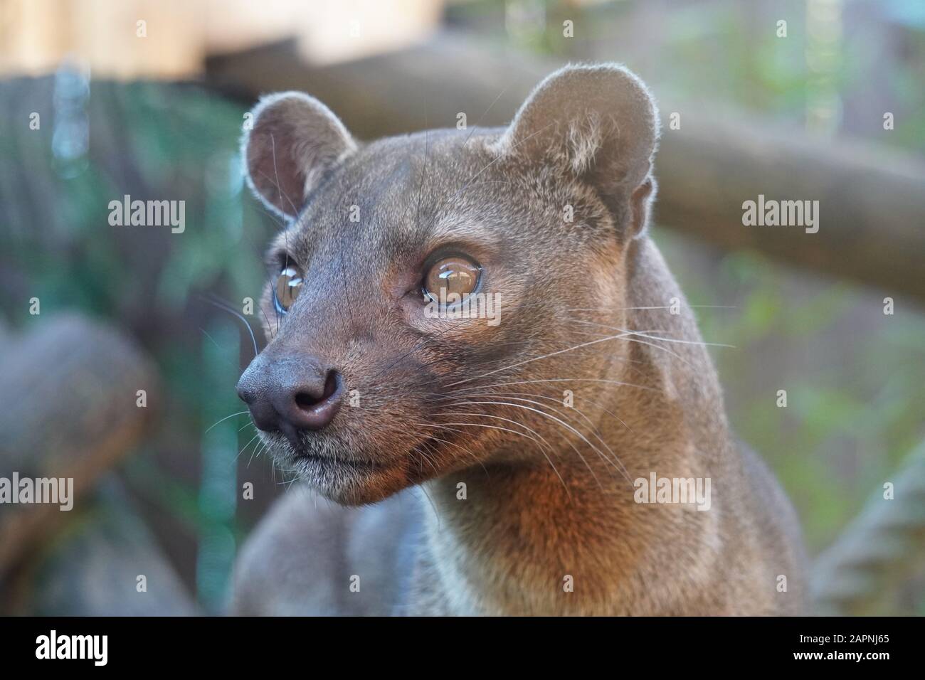 Fossa Stockfoto