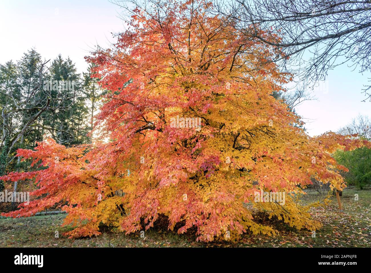 Parrotia persica, persisches Eisenholz im Herbst, Arboretum national des Barres Stockfoto