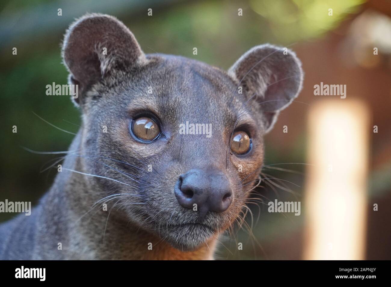 Fossa Stockfoto