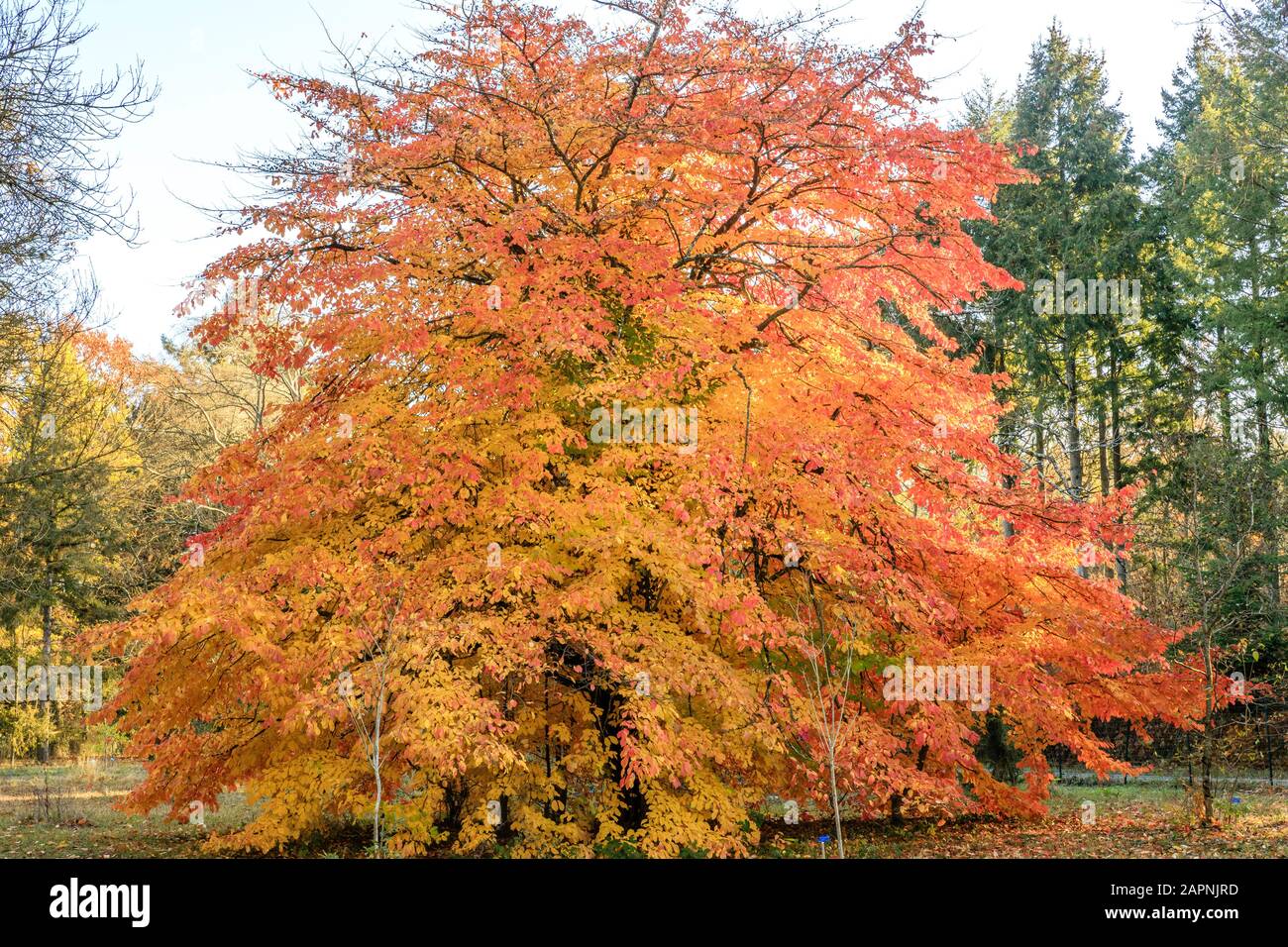 Parrotia persica, persisches Eisenholz im Herbst, Arboretum national des Barres Stockfoto