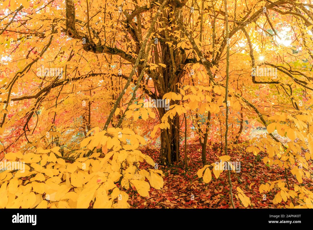 Parrotia persica, persisches Eisenholz im Herbst, Arboretum national des Barres Stockfoto