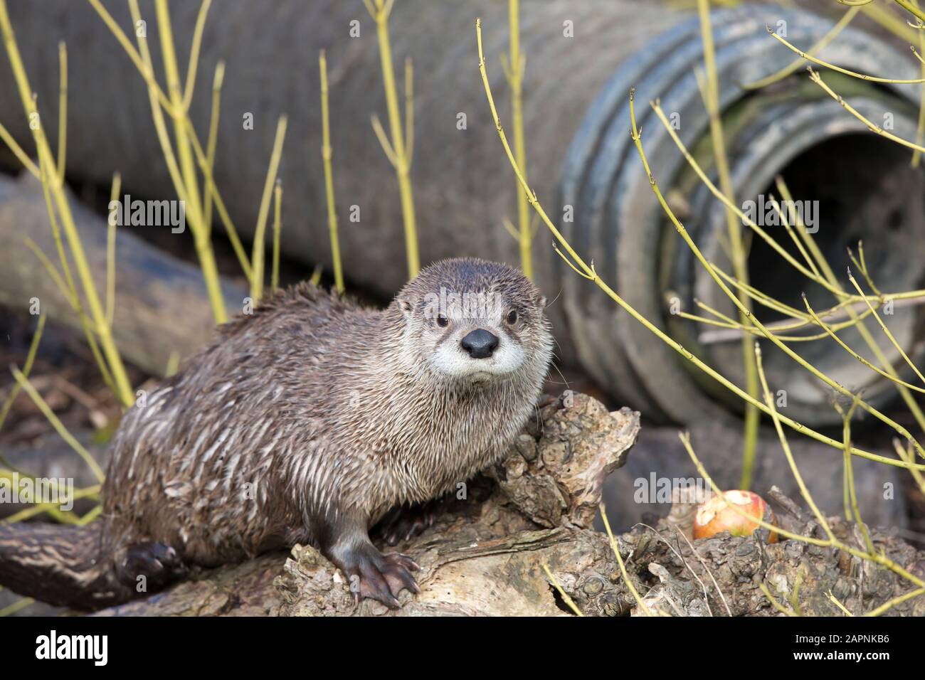 Detaillierte Vorderansicht Nahaufnahme des nordamerikanischen Flussotters (Lontra canadensis), isoliert in Gefangenschaft in der Außeneinfassung des WWT Slimbridge, Großbritannien. Stockfoto