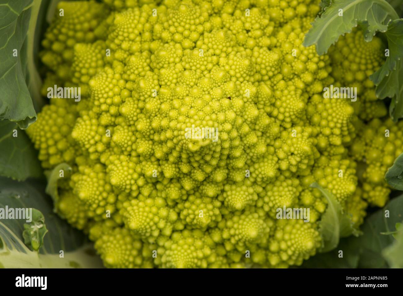 Blumenkohl romanesco -Fotos und -Bildmaterial in hoher Auflösung – Alamy