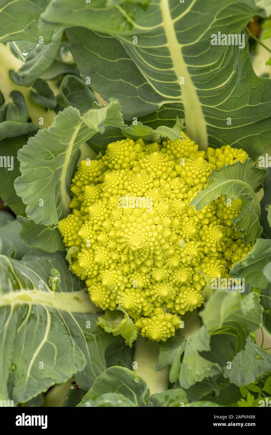 Romanesco Broccoli, römischer Blumenkohl, der in einem Gemüsegarten wächst. Stockfoto