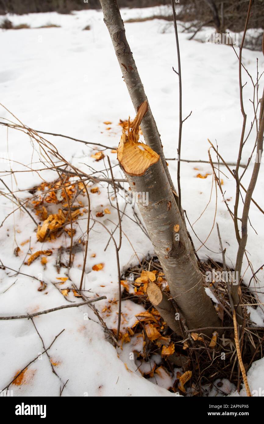 Beaver (Castor canadensis) beschädigt einen jungen Birch-Baum aus Papier (Betula papyrifera) am Bull River im Sanders County im US-Bundesstaat Montana. Königreich: Plantae Plattiert Stockfoto