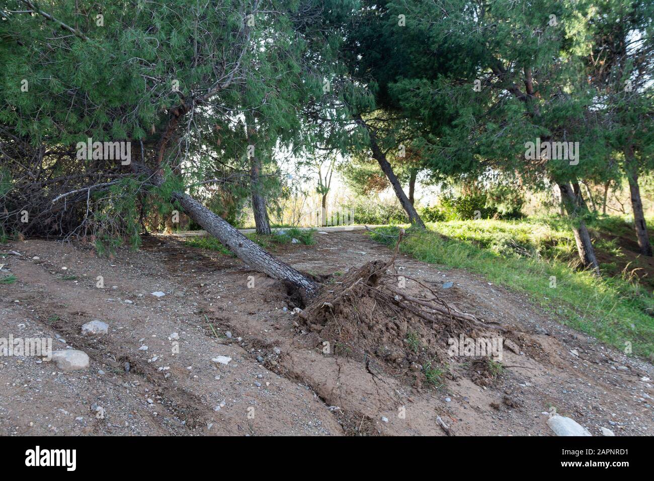 Vom Sturm gefallener Baum, Klimawandel, Naturkatastrophe Stockfoto