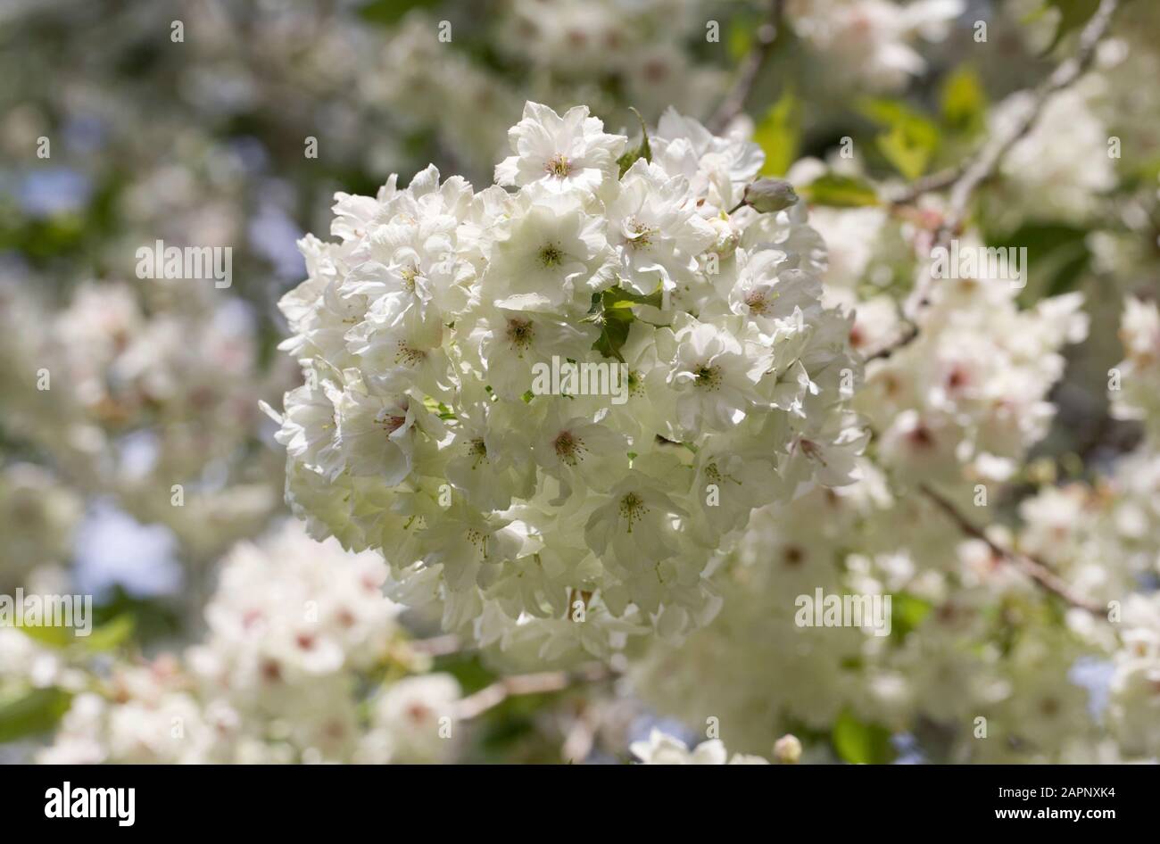 Prunus 'Ukon' Blüte. Japanese flowering cherry tree. Stockfoto