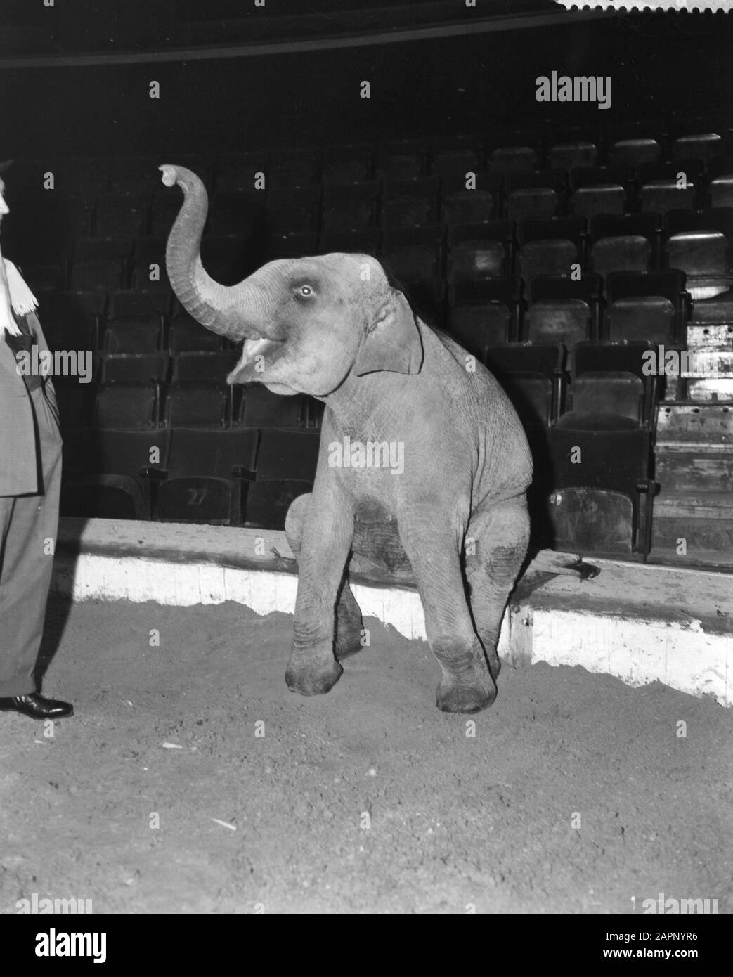 Proben für den Circus Strassburger in Carre, Dressur der Elefantennummer Datum: 22. Dezember 1959 Schlagwörter: DRESHOURS, RETICES, Zirkusse Name Der Institution: Strassburger Circus: Rossem, Wim van/Anefo Stockfoto