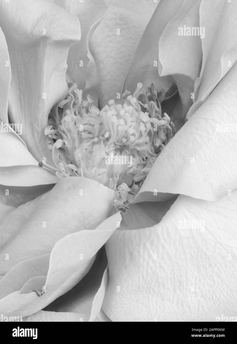 Monochrome, weiß gealterte Rosenblossen-Herzmakro, einzelne isolierte Blüte, detaillierte Textur Stockfoto