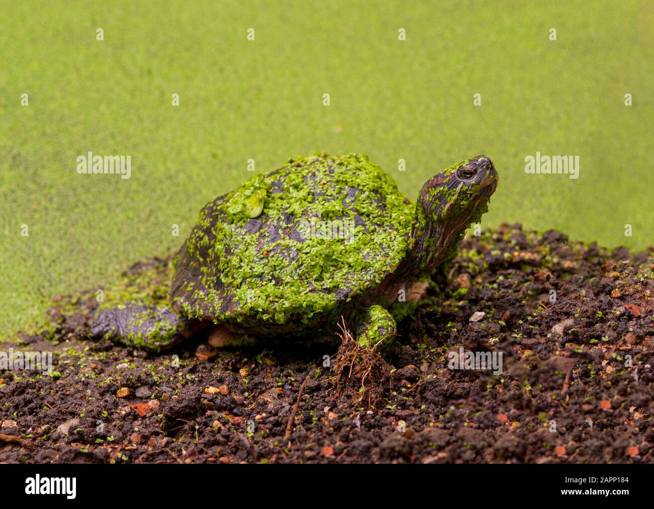 Schildkröte, die aus dem Teich kommt, der mit grünem Teichkraut bedeckt