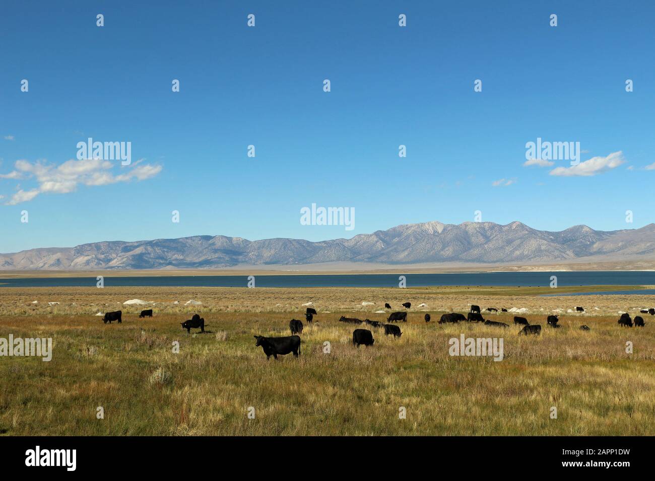 Kühe auf einer Weide in der Natur der USA Farm Life Stockfoto