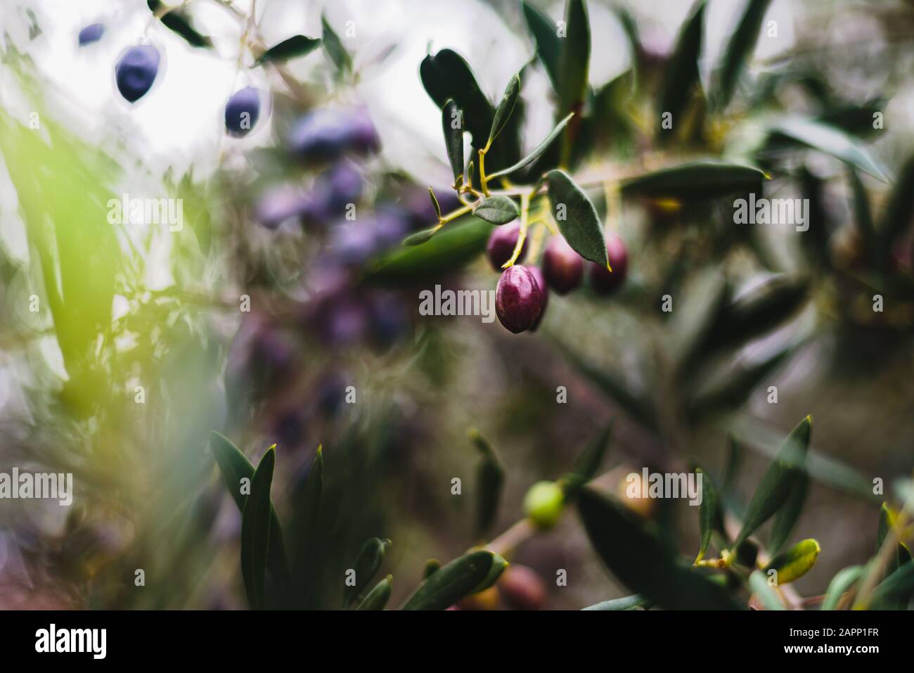 Oliven auf Olivenbäumen, Zypern, Winter. Weicher Fokus, Bokeh Stockfoto