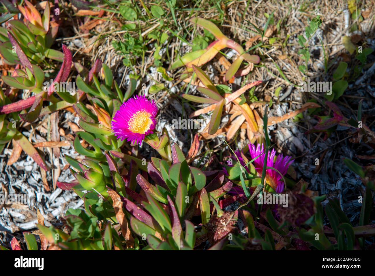 Nahaufnahme der lila blühenden Pflanze für Bodenbedeckung im Feld Stockfoto