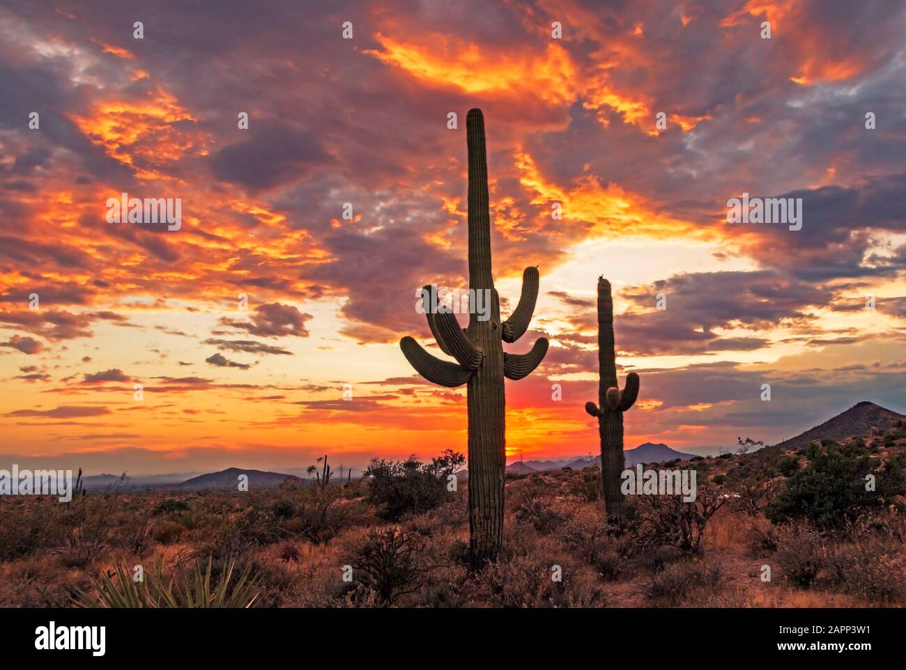 Sonnenuntergang in Arizona mit brennendem Himmel und Kakteenpflanzen Stockfoto