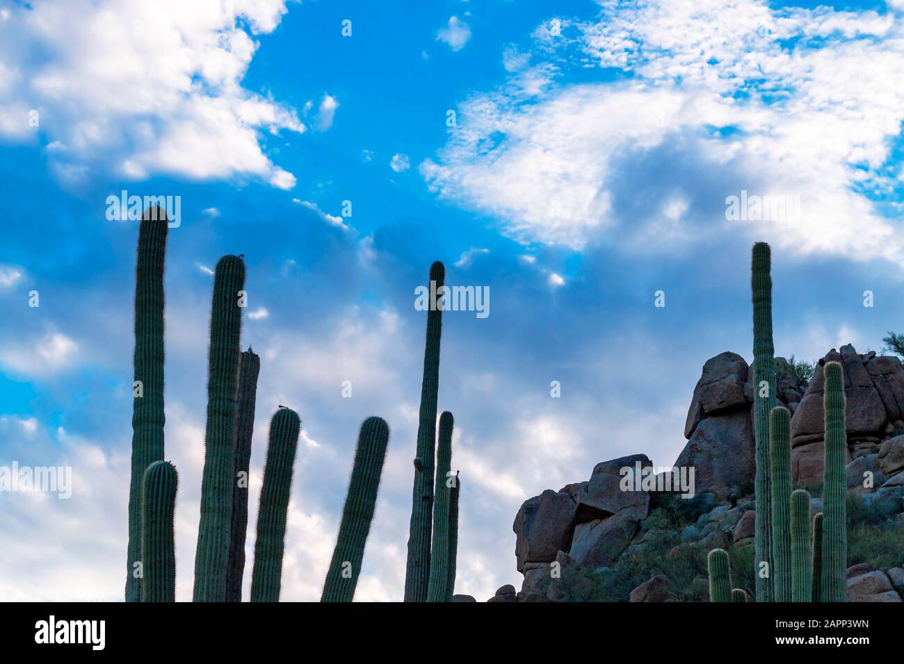Saguaro Cactus And Rocks Desert Landscape Hintergrund in Arizona in der Nähe von Phoenix. Stockfoto