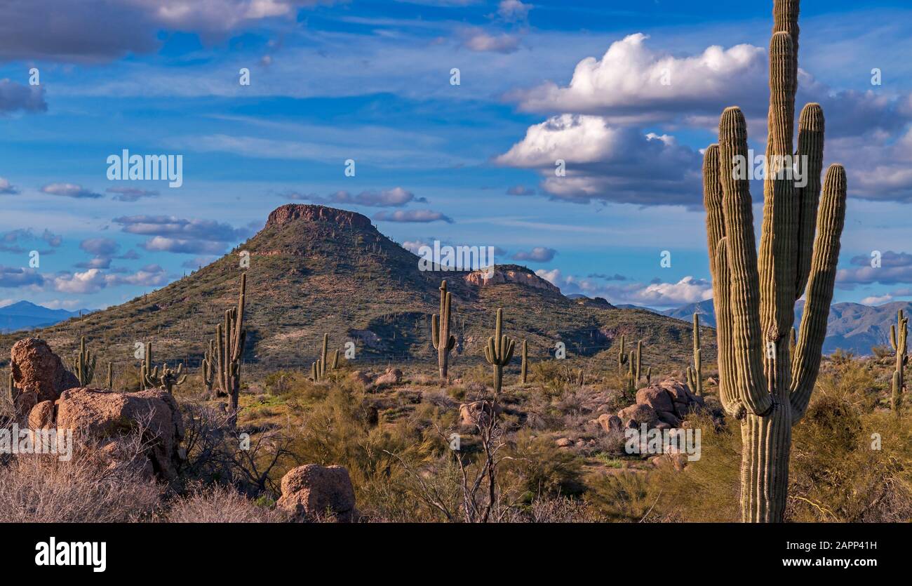 Wüstenlandschaft in Arizona mit Saguaro Cactus und Desert Butte Im Hintergrund Stockfoto