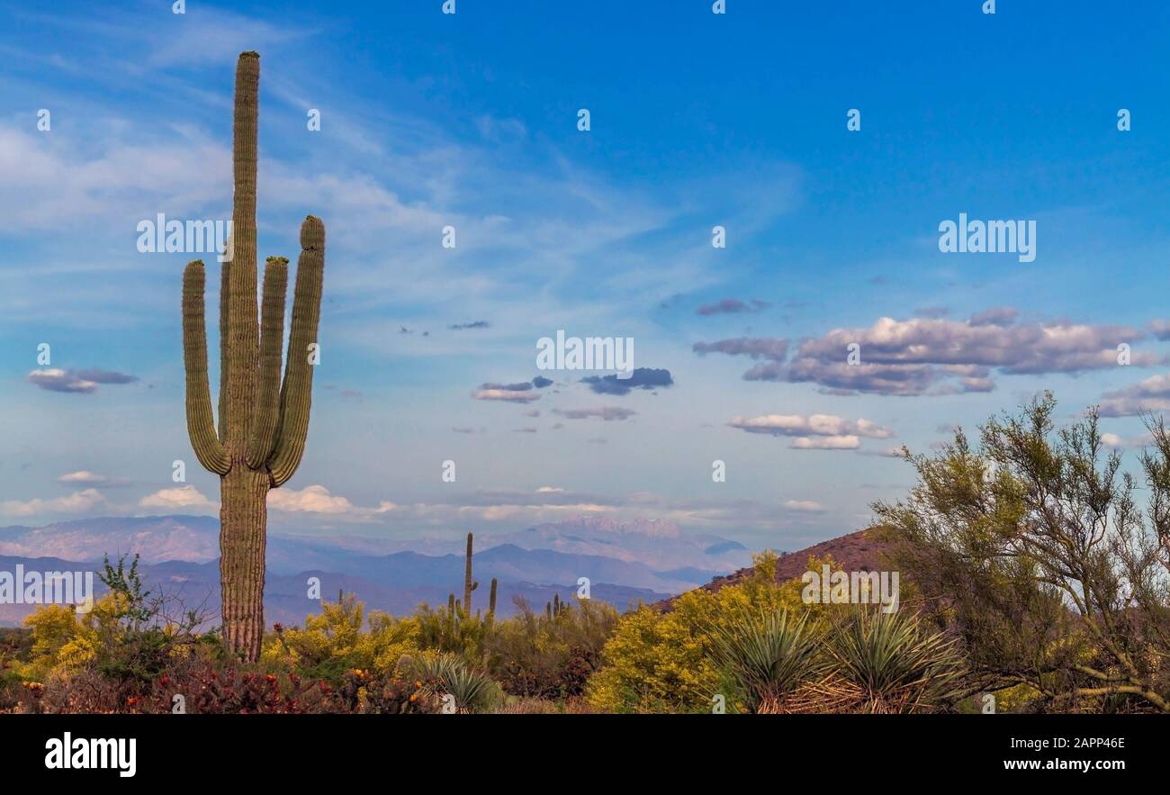 Saguaro Cactus im Frühling Landschaftsbild in der Wüste von Arizona. Stockfoto
