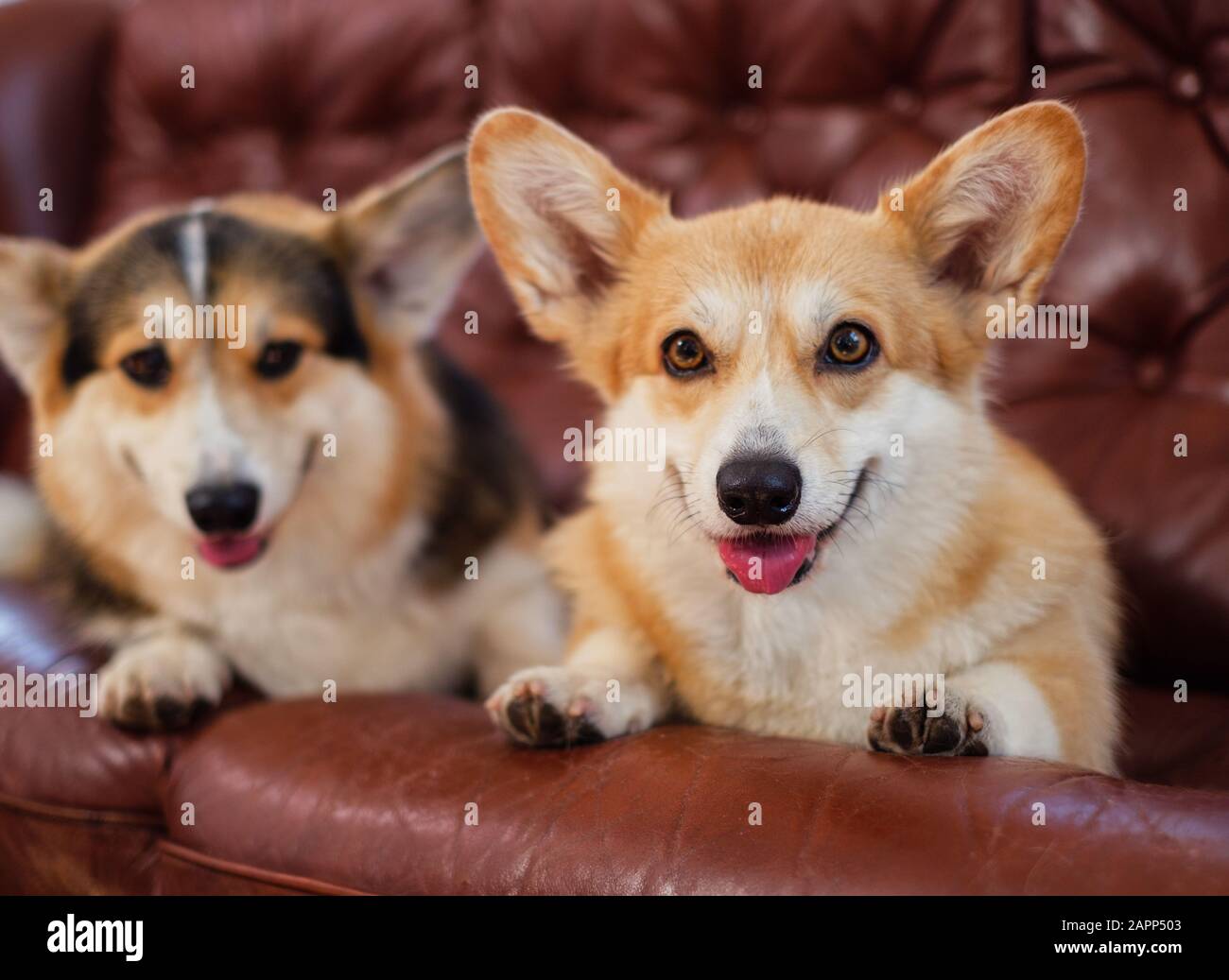 Zwei süße Corgi Hunden auf einem Sofa Stockfoto