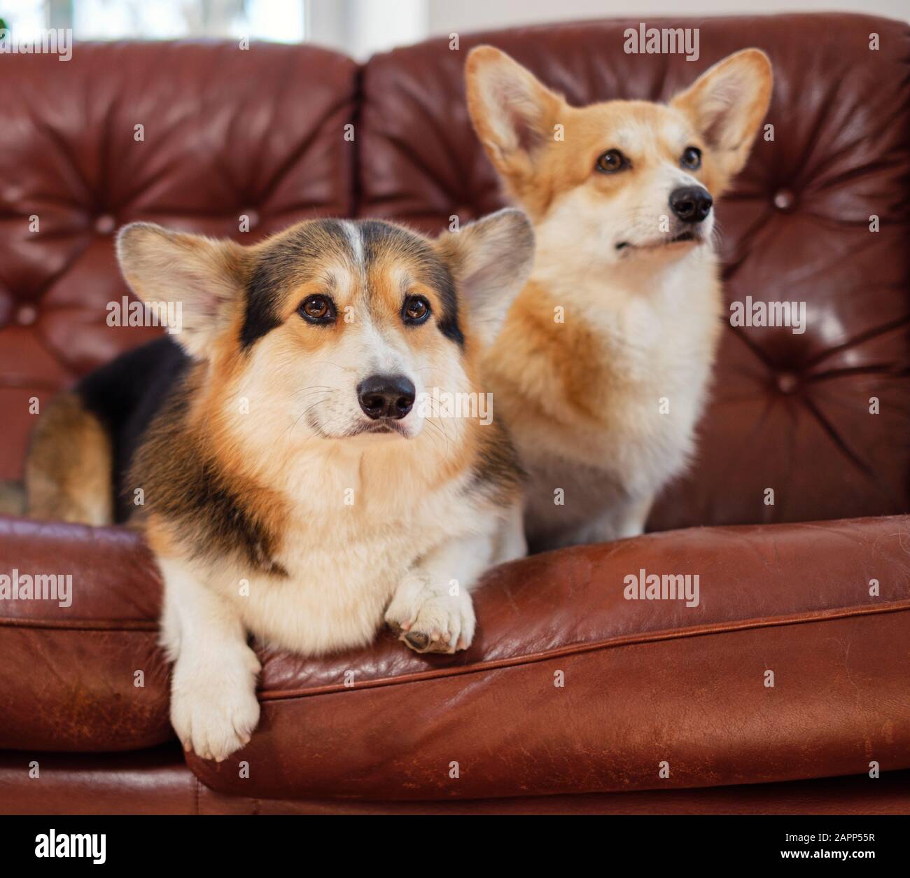 Zwei süße Corgi Hunden auf einem Sofa Stockfoto