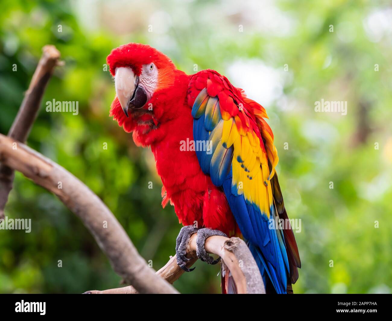 Scharlachroter Papageienvogel Thront auf einer Baum-Extremität mit Grünem Blattgrund Stockfoto