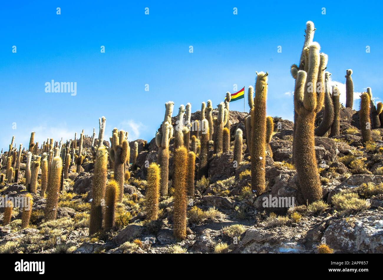 Insel Incahuasi, Saline Uyuni (Salar de Uyuni), Aitiplano, Insel Bolivia Cactus mit Flagge Boliviens Stockfoto