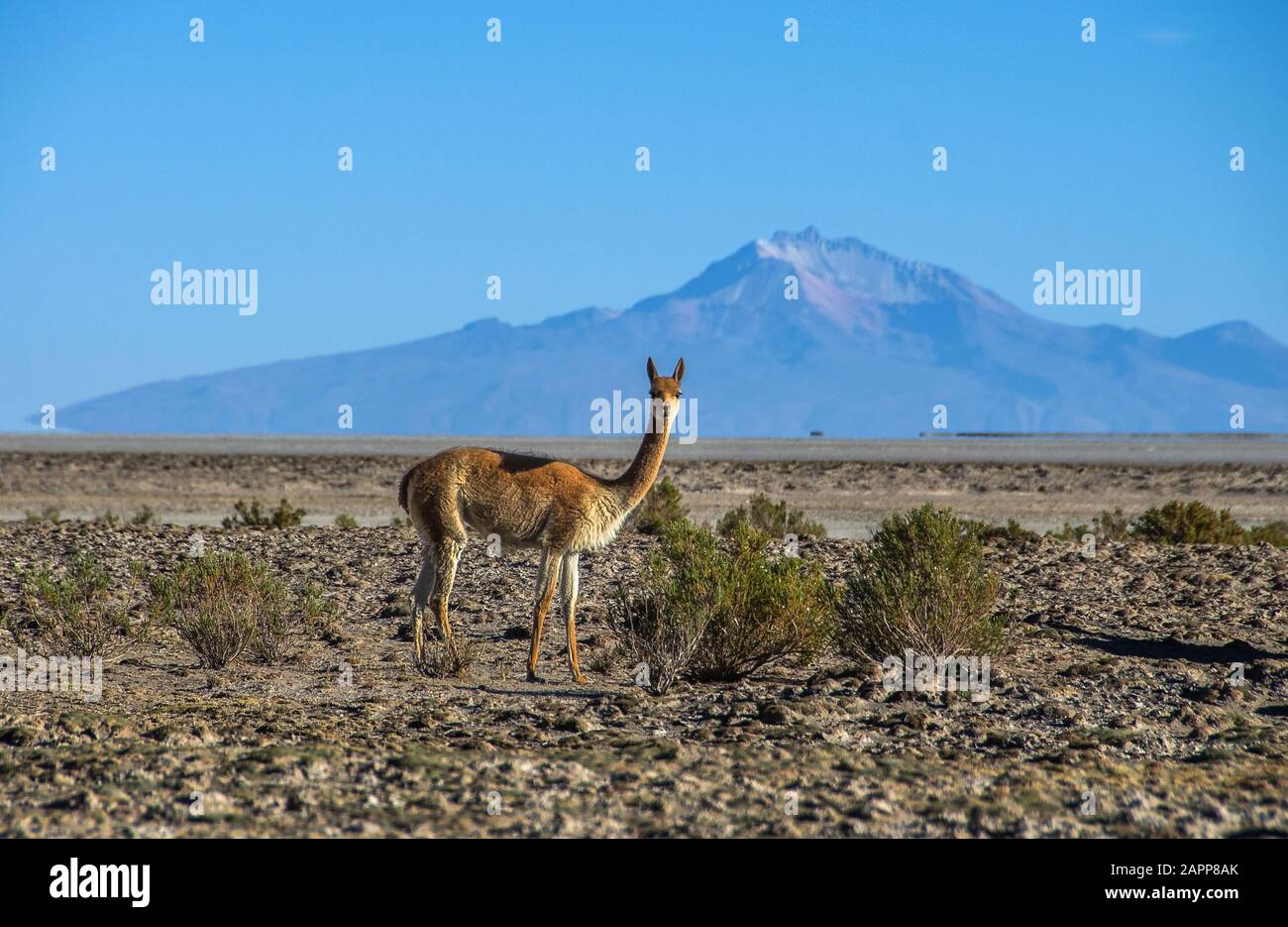 Vicuna (Vicugna vicugna) oder vicugna ist wildes südamerikanisches Kamelid, das in den hochalpinen Gebieten der Anden lebt. Es ist ein Verwandter der Llama. B. Stockfoto