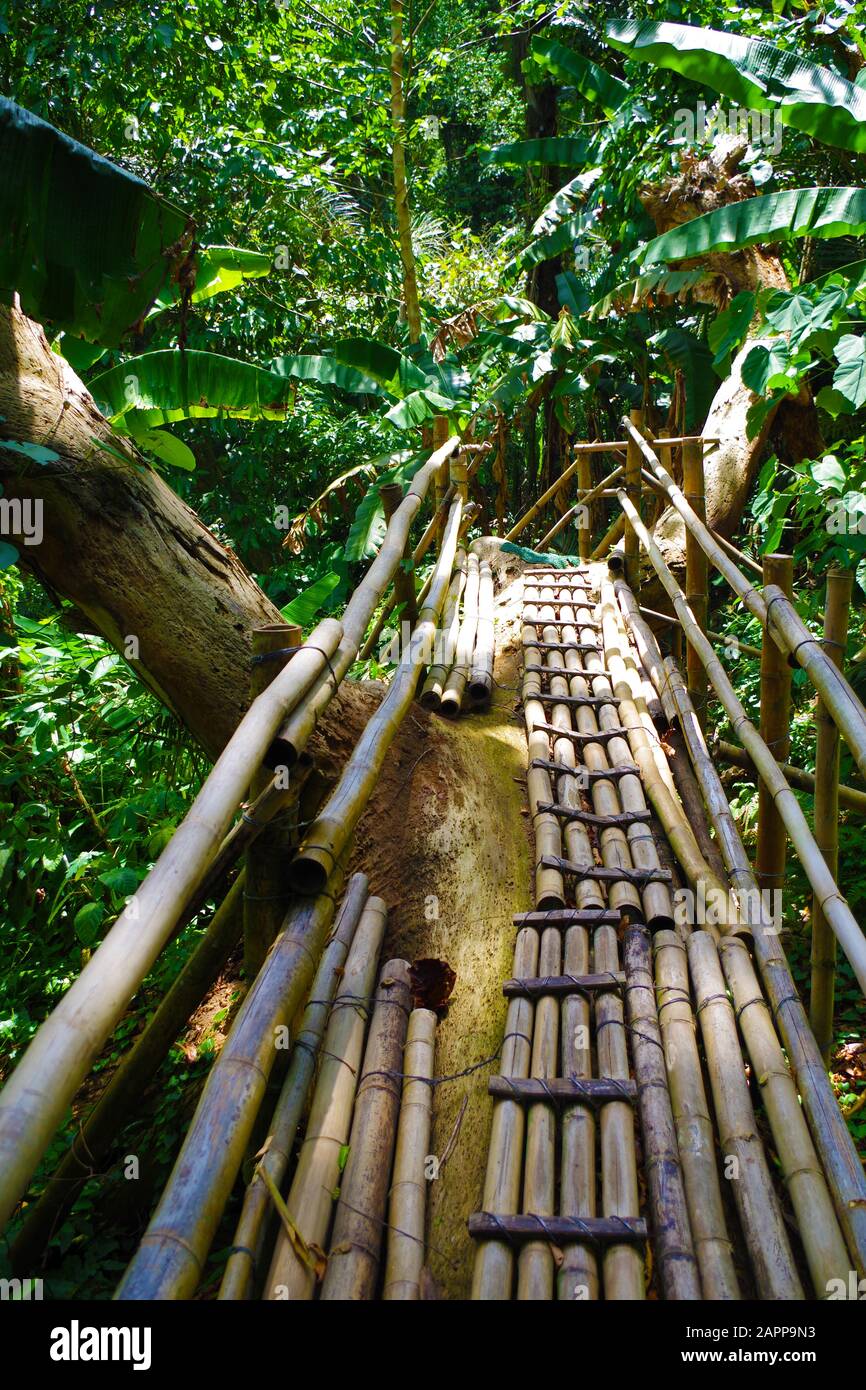Ein schmaler Bambusweg durch den Dschungel des verborgenen Tals  (Philippinen). Palmen wachsen hier dick. Es ist ein grner und sonniger  Sommertag Stockfotografie - Alamy