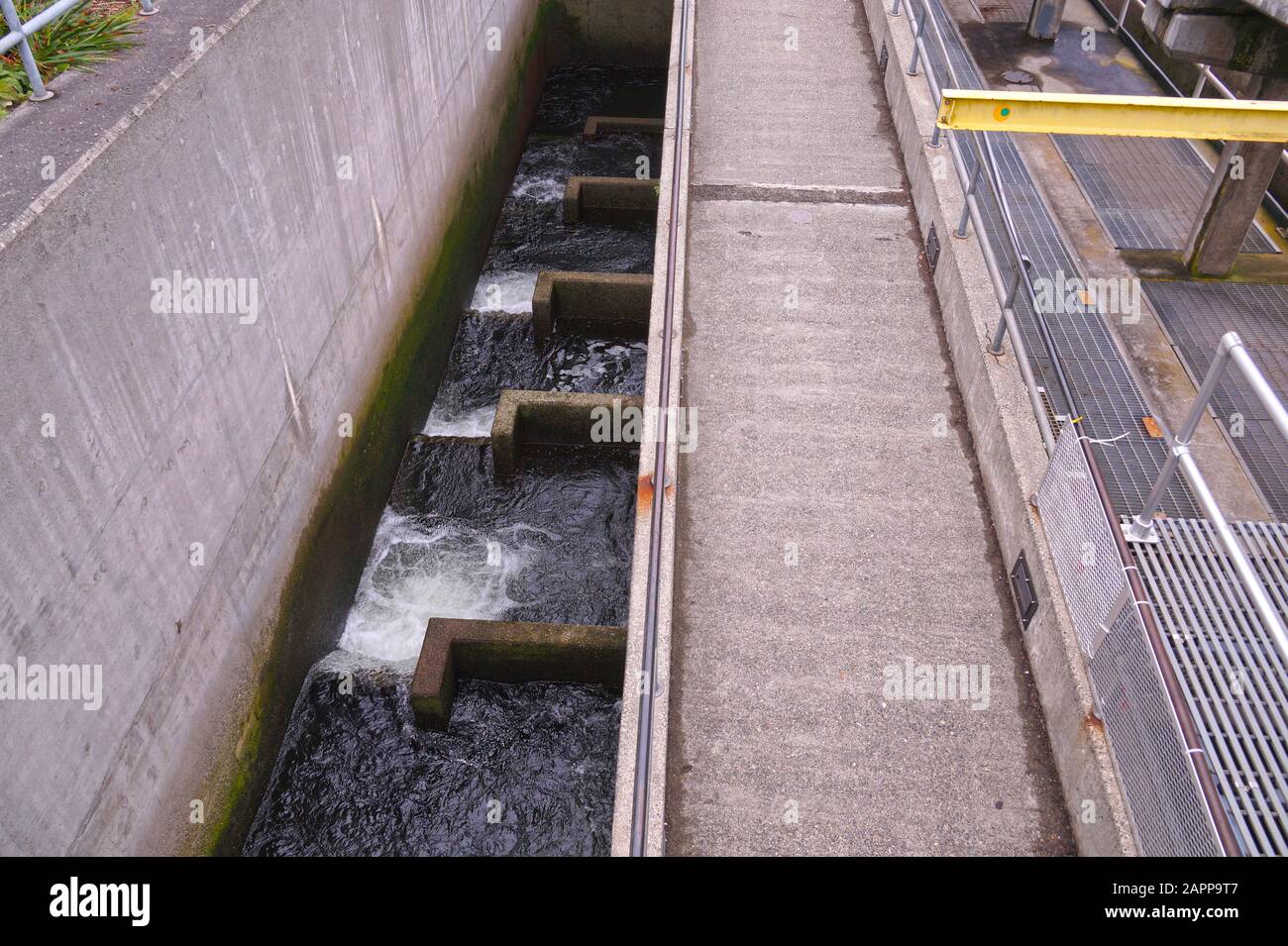 Weg zum Laichen. Eine Fischleiter, auch Fischweg, Fischpass oder Fischtreppe genannt, Blick von Ballard Locks in Seattle. Stockfoto