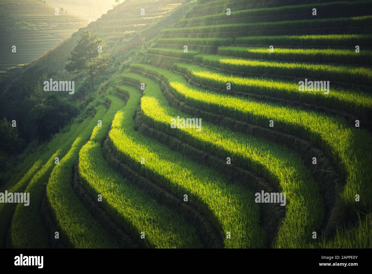 Vietnam Reisfelder auf terrassenförmig in der Regenzeit bei Mu cang chai, Vietnam. Reisfelder bereiten sich auf die Transplantation in Nordwest-Vietnam vor Stockfoto