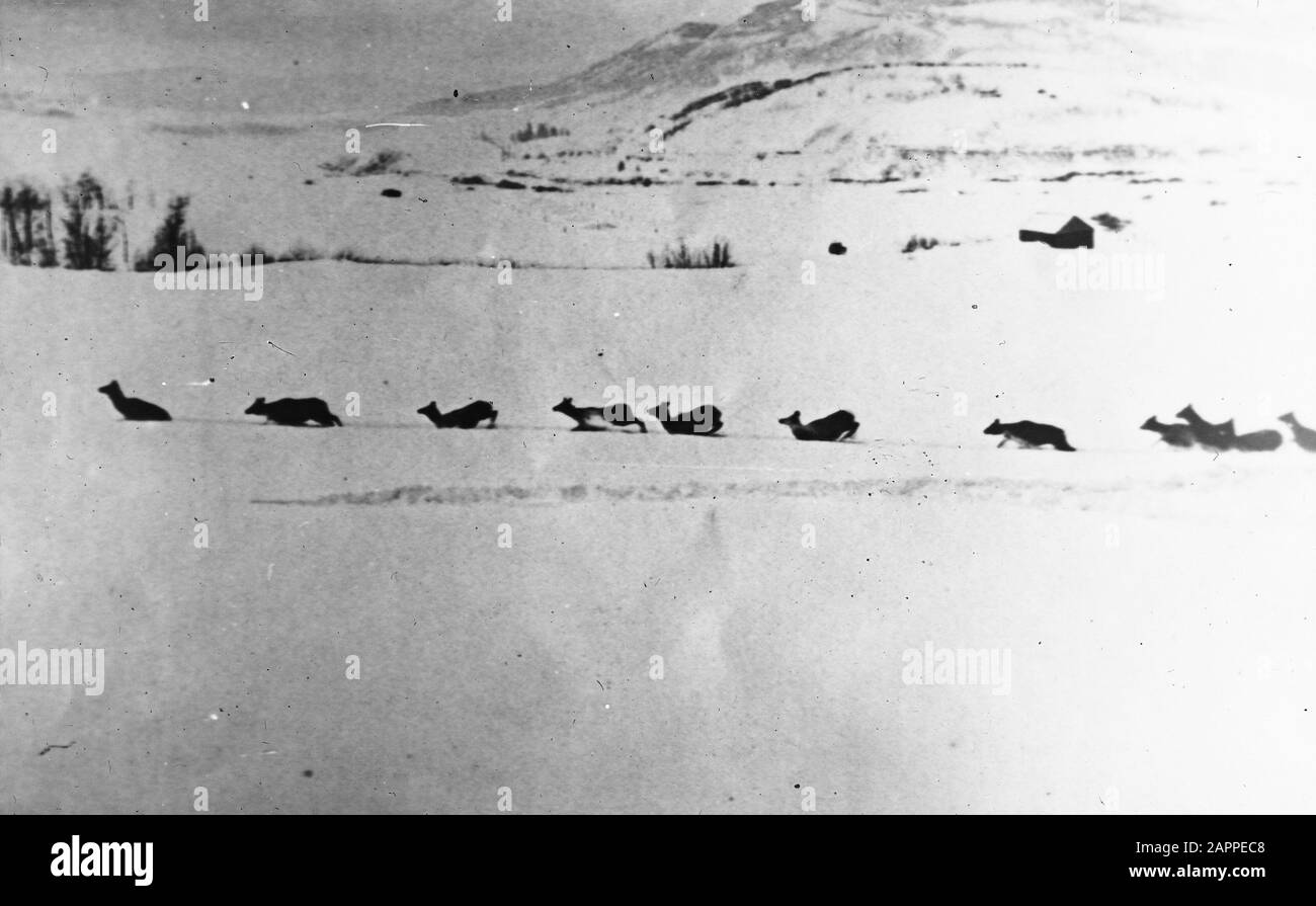 Säugetiere, Wapitis (Cervus canadensis) Datum: Undatierte Stichwörter: Säugetiere Personenname: Wapiti's (Cervus canadensis) Stockfoto