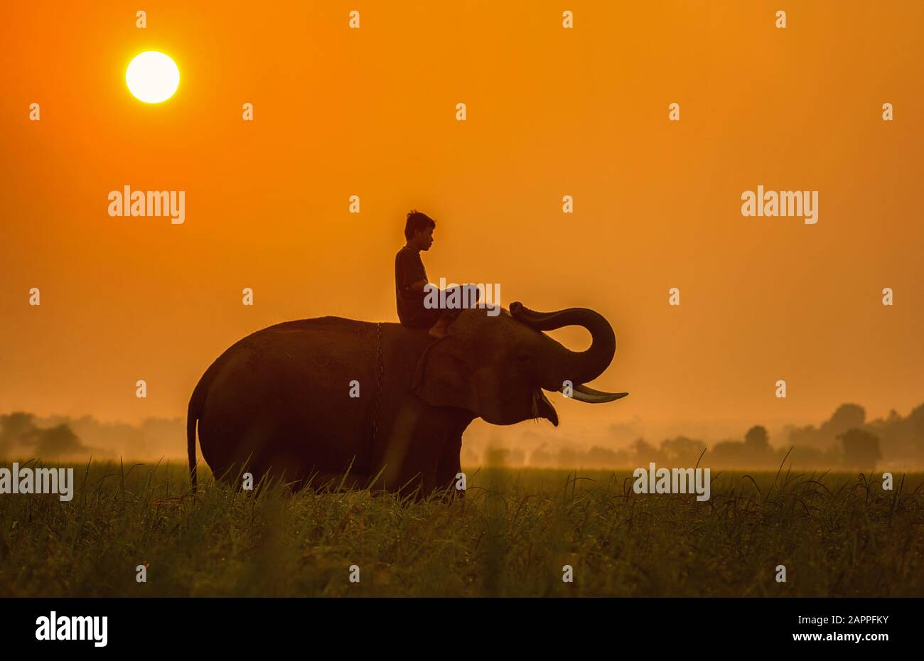 Elefanten sind auf dem Feld glücklich mit Bulldozern und Mahout bei Sonnenaufgang, Surin, Thailand Stockfoto
