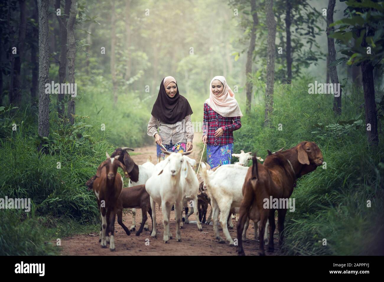 Muslimische Frauen arbeiten mit Ziegenbock in Thailand Stockfoto