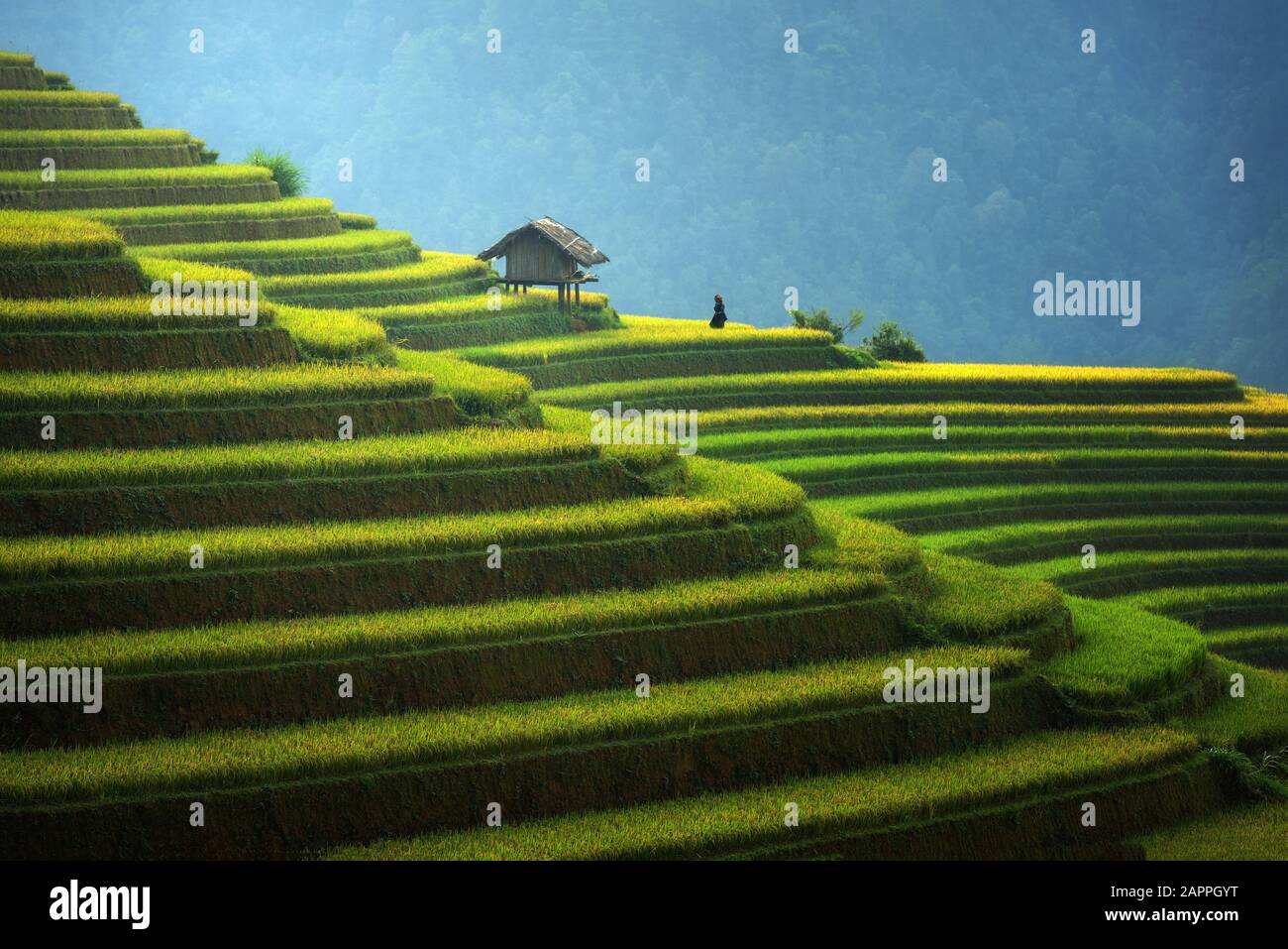 Reisfelder auf terrassenförmig in der Regenzeit in Mu cang chai, Vietnam. Reisfelder bereiten sich auf die Transplantation in Nordwest-Vietnam vor Stockfoto
