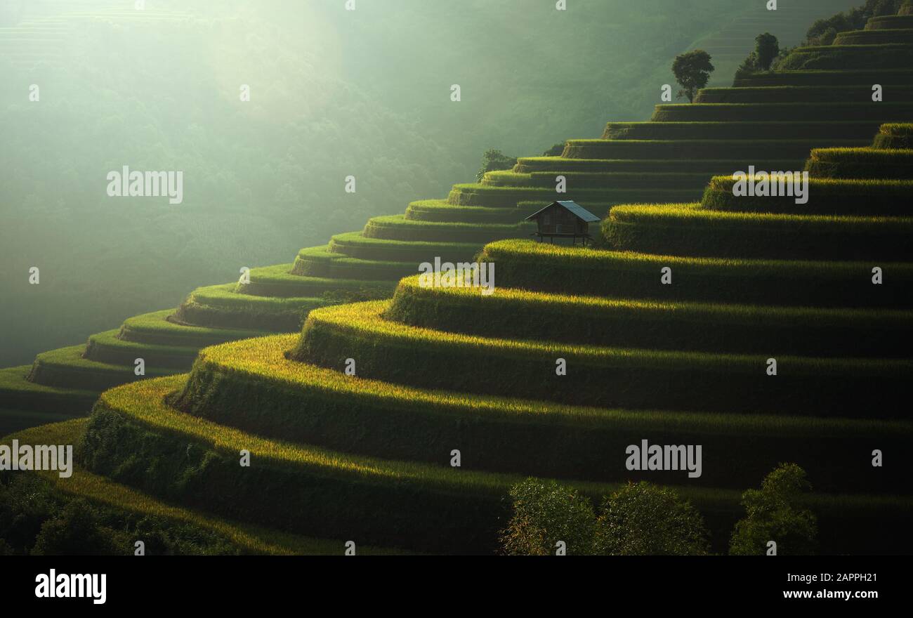 Reisfelder Mu Cang Chai, Vietnam Stockfoto