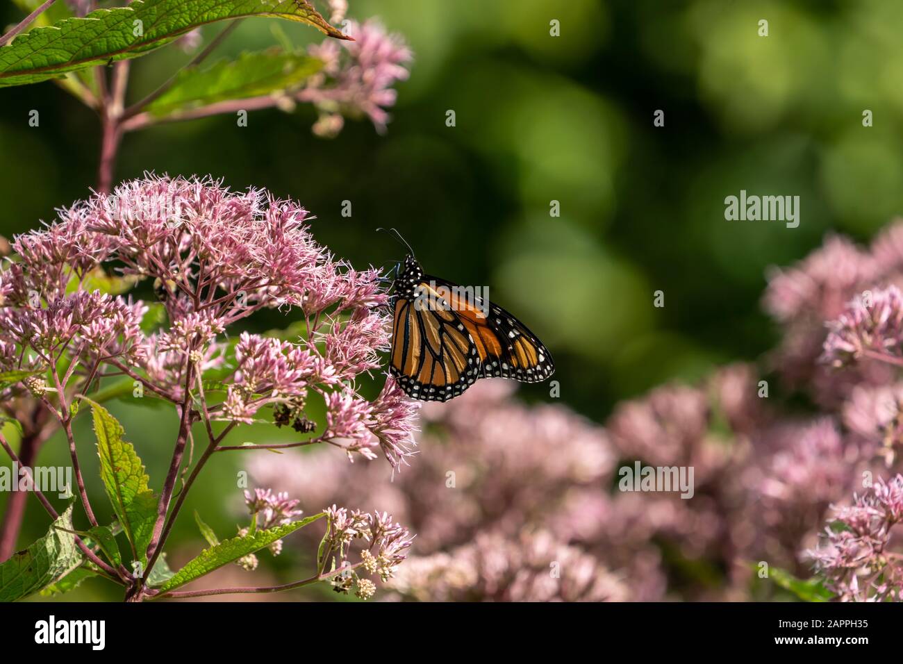 Monarch-Schmetterling ( Danaus Plexippus) ernährt sich von rosafarbener Milchkrautblume Stockfoto