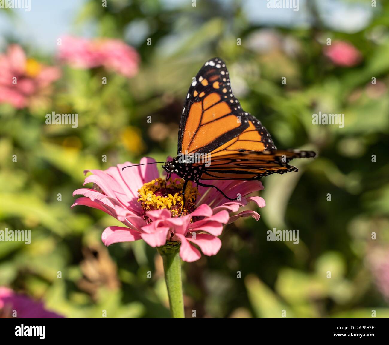 Monarch-Schmetterling ( Danaus Plexippus) ernährt sich von Rosa zinnia. Stockfoto