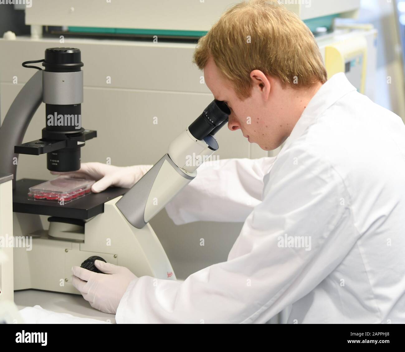 Marburger, Deutschland. Januar 2020. Der Doktorand Lennart Kaemper betrachtet Zellkulturen unter einem Mikroskop in einem Forschungslabor am Institut für Virologie der Philipps-Universität Marburg-Stadt. Der Roman Coronavirus beschäftigt auch hessische Wissenschaftler. An der Entwicklung eines Impfstoffs gegen den Lungenpathogen sind die Virologen der Universität in Marburg-Stadt beteiligt. Credit: Arne Dedert / dpa / Alamy Live News Stockfoto