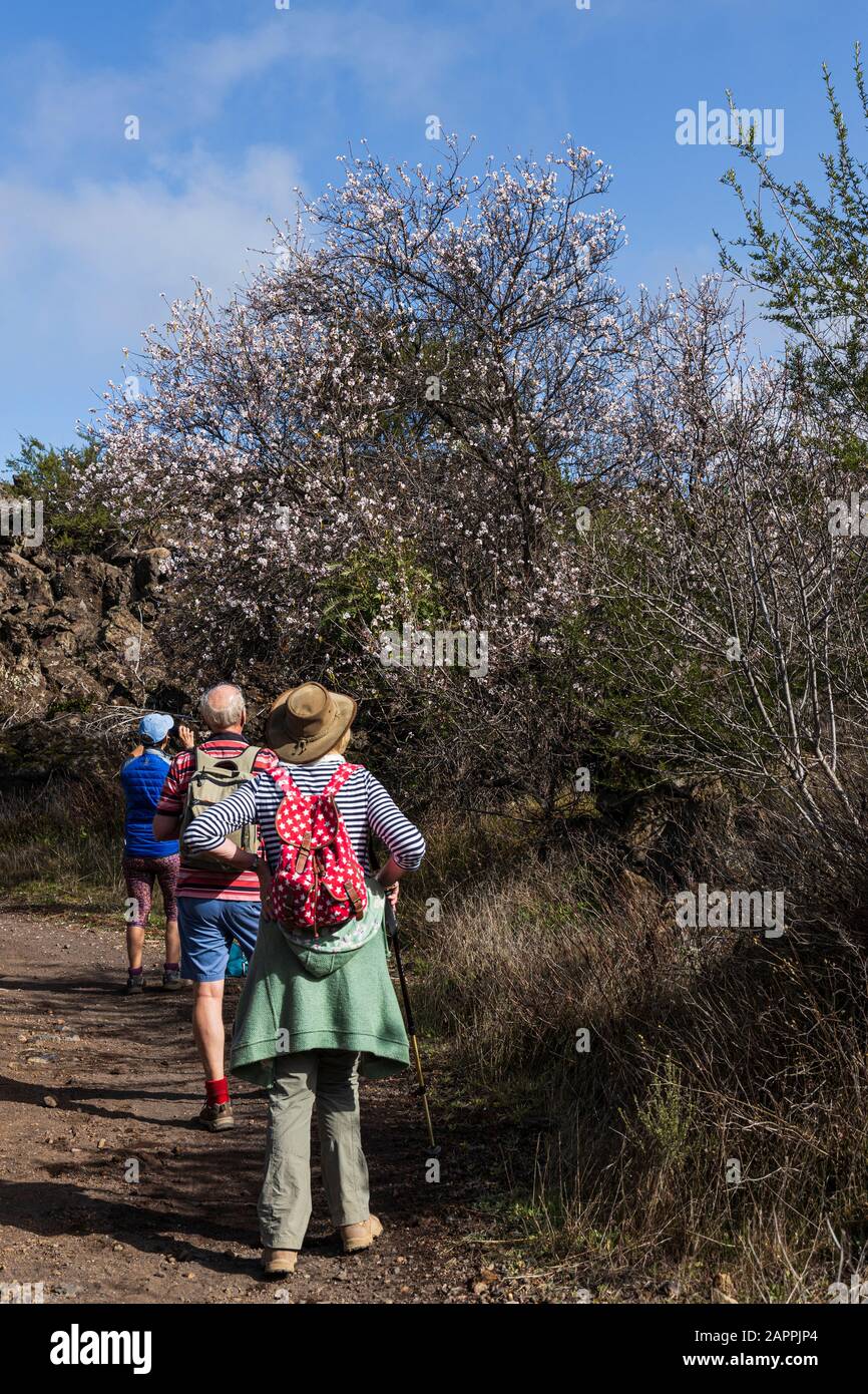 Wanderer halten an, um die Mandelblüte, prunus dulcis, zu bewundern, die auf Bäumen in der Gegend von Santiago del Teide auf Teneras, Kanarischen Inseln, Spanien auftaucht Stockfoto