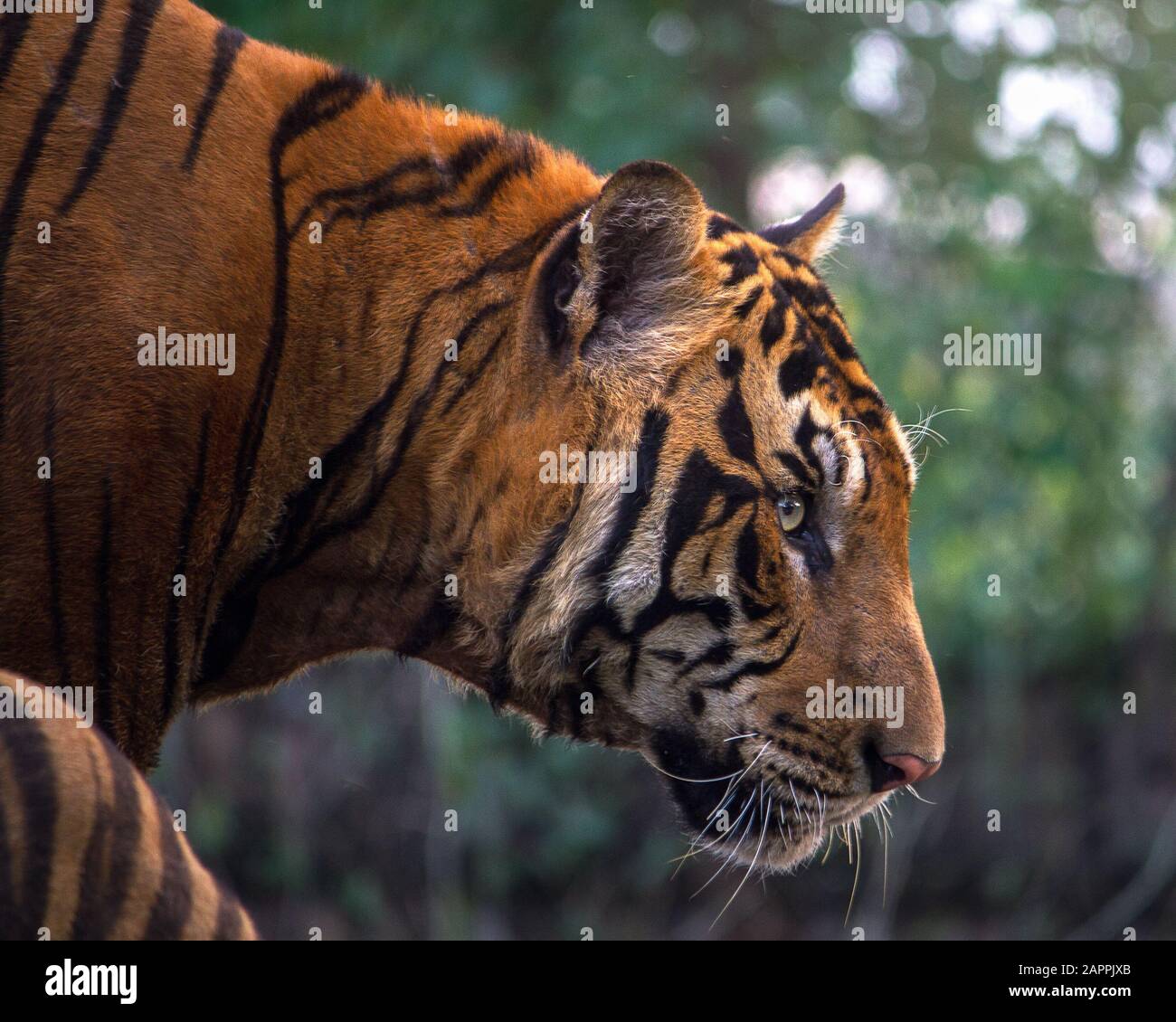 Tiger, Porträt eines bengalischen Tigers Stockfoto