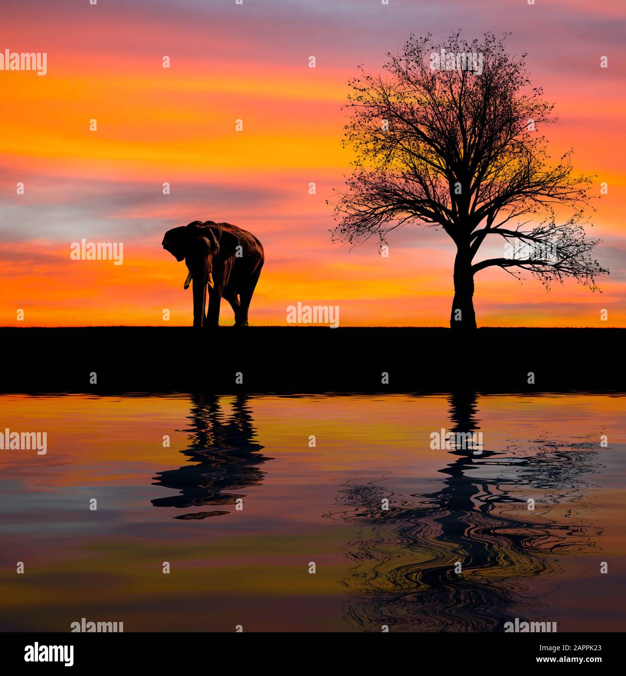 Elephant Silhouette in freier Natur Stockfoto